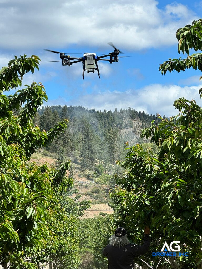ag drone spraying cherry orchard in spring